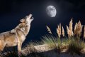 Howl at the moon